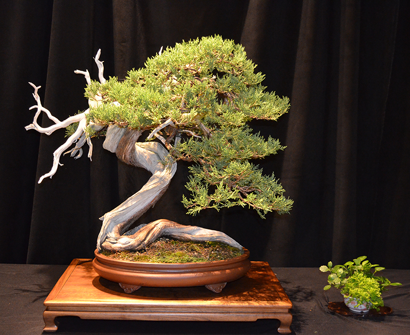 The Blanton Collection : Eagle's Landing, Juniperus scopulorum 