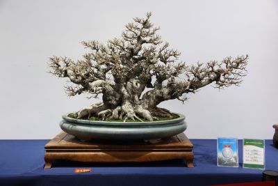 Taiwan Banyan Welcomes Spring