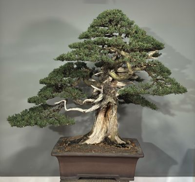 Cupressus Sempervirens