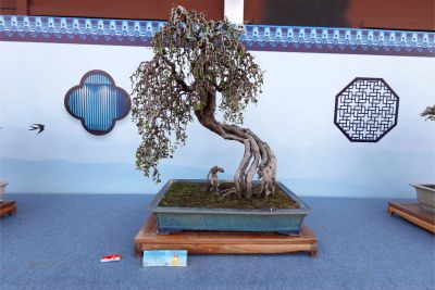 The sound of the willow leaves rustling reaches every home