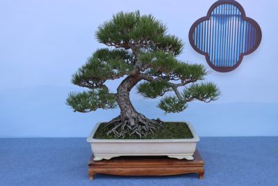 Jade Cloud Inviting the Moon