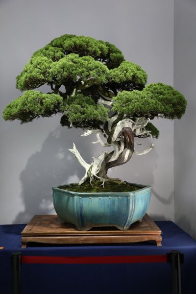 Entwined Dragon Playing in the Azure