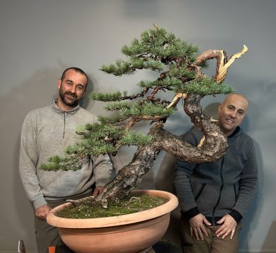 Pinus Silvetsris