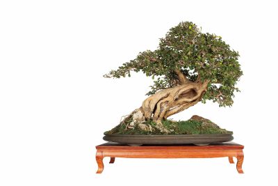 Dáng vẻ hùng tráng nơi đồng nội