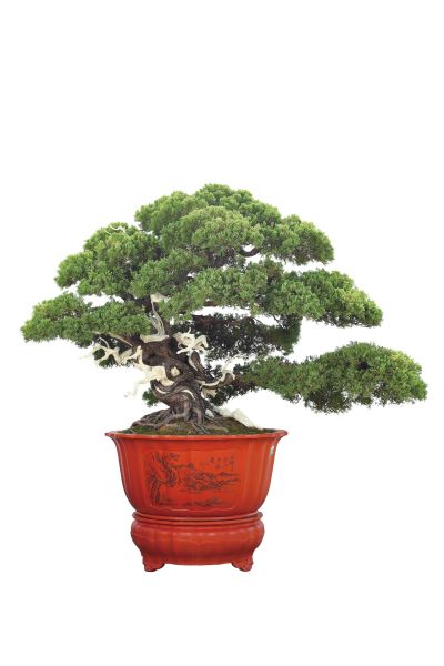 Hằng Nga múa lượn giữa mây hồng.