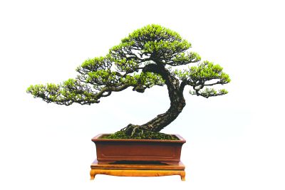 Huarong Shines Brightly