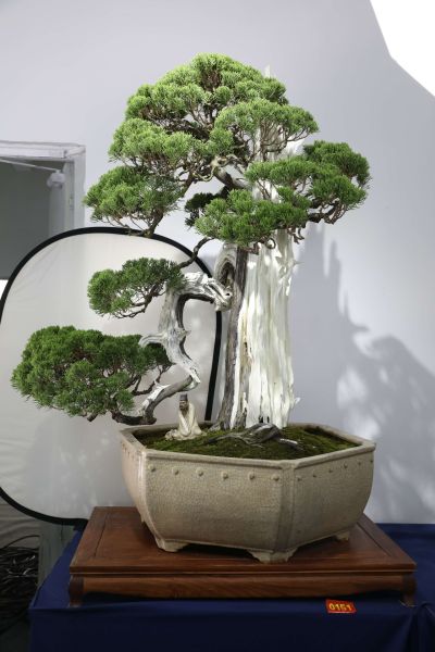 Tình Yêu Sinh Tử