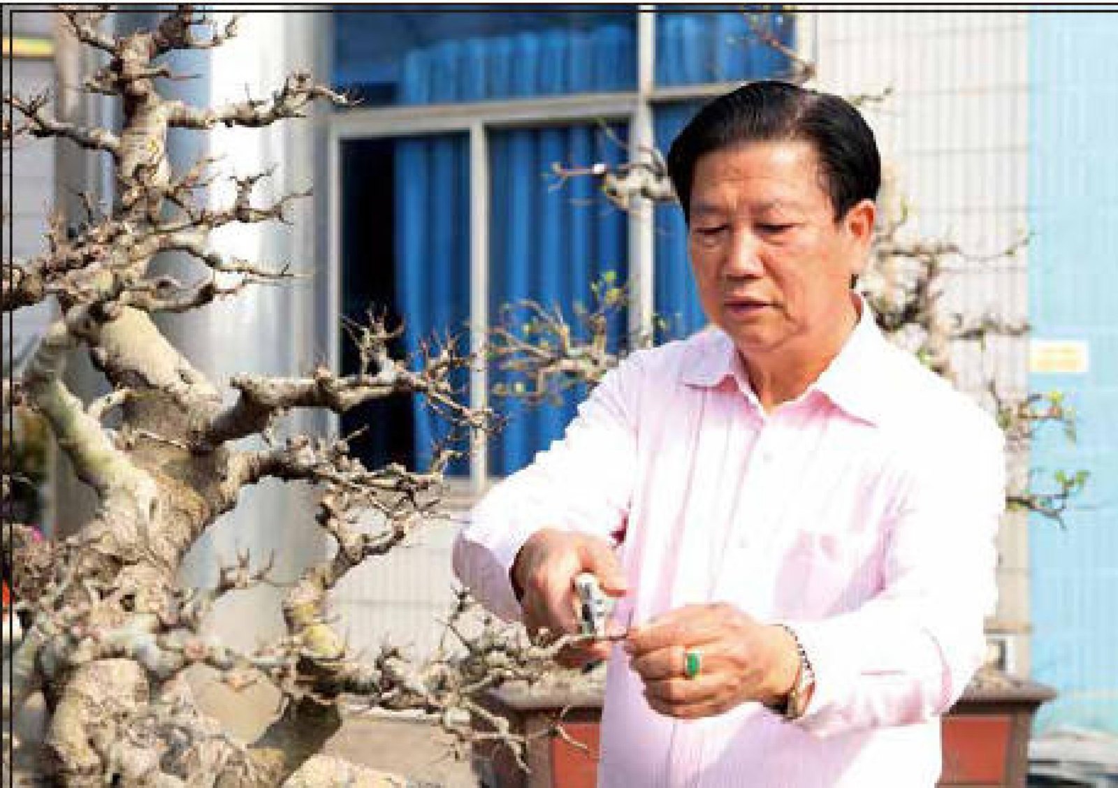 The Origins of Lingnan Style - Clip-and-Grow Techniques