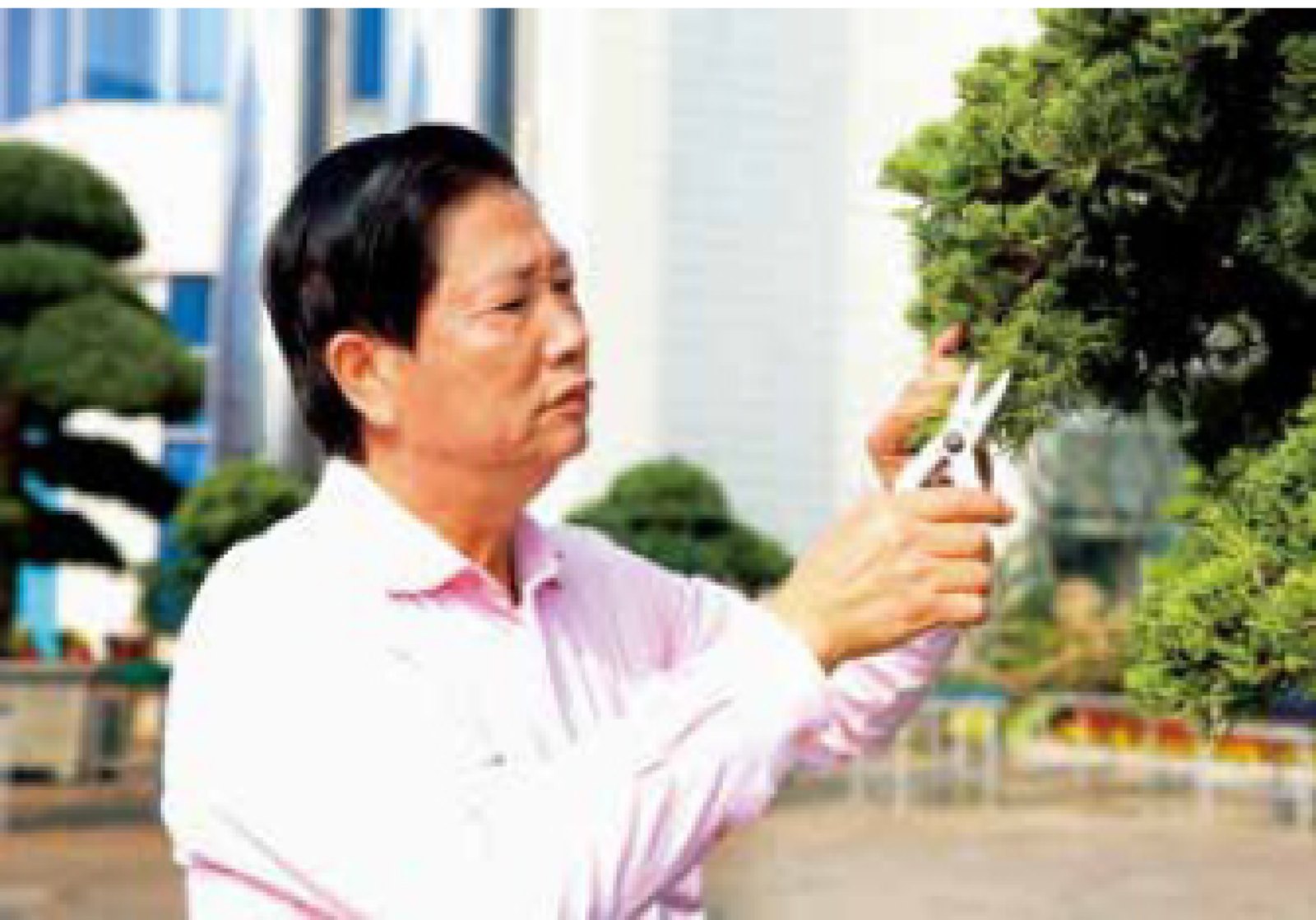 The Legend of 'Tree King'