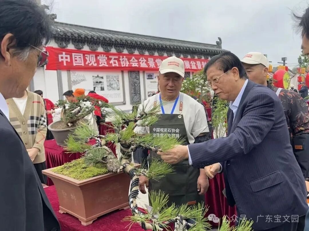 Gathering Strength, Empowering, Integrating Innovation, and Achieving Far-reaching Goals: Jointly Opening a New Chapter of High-Quality Development for the Industry — Chairman Chen Chang Attends the Inaugural Event of the Bonsai and Viewing Stone Committee of the China Ornamental Stone Association