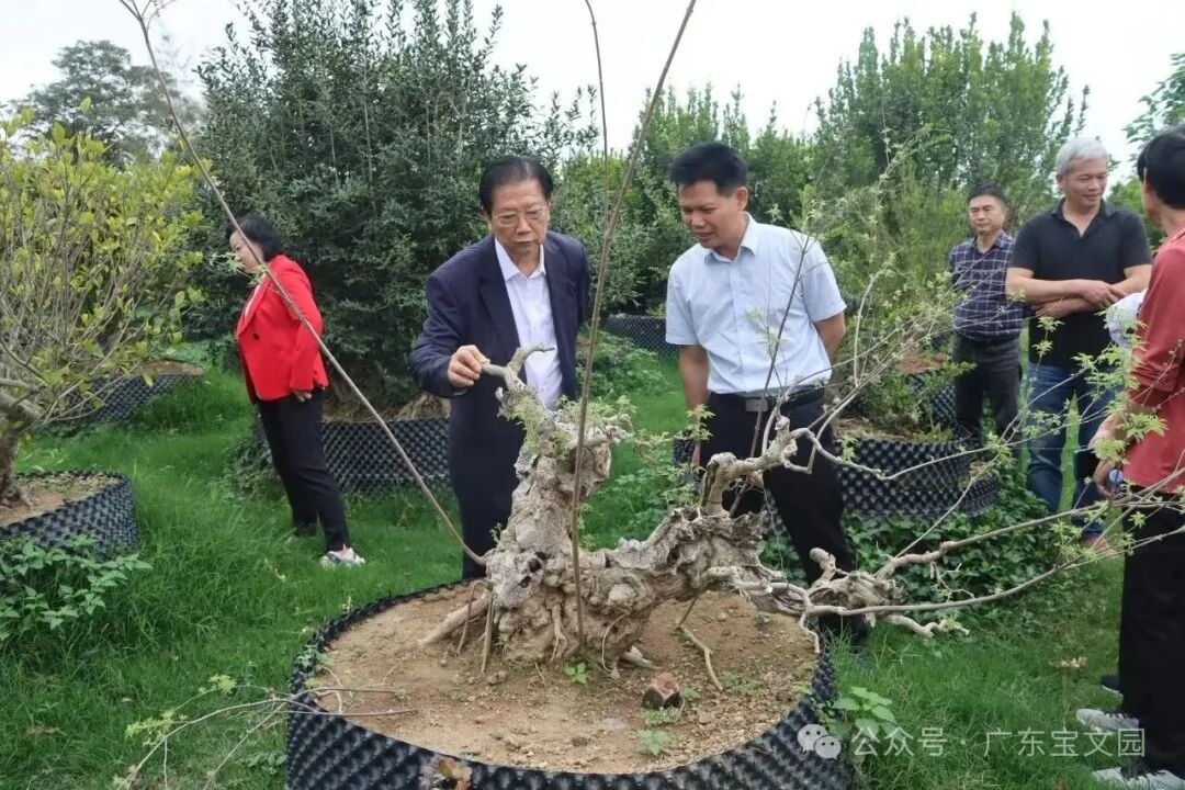 Renowned Lingnan bonsai master Guo Pei and his delegation visited Baowen Garden