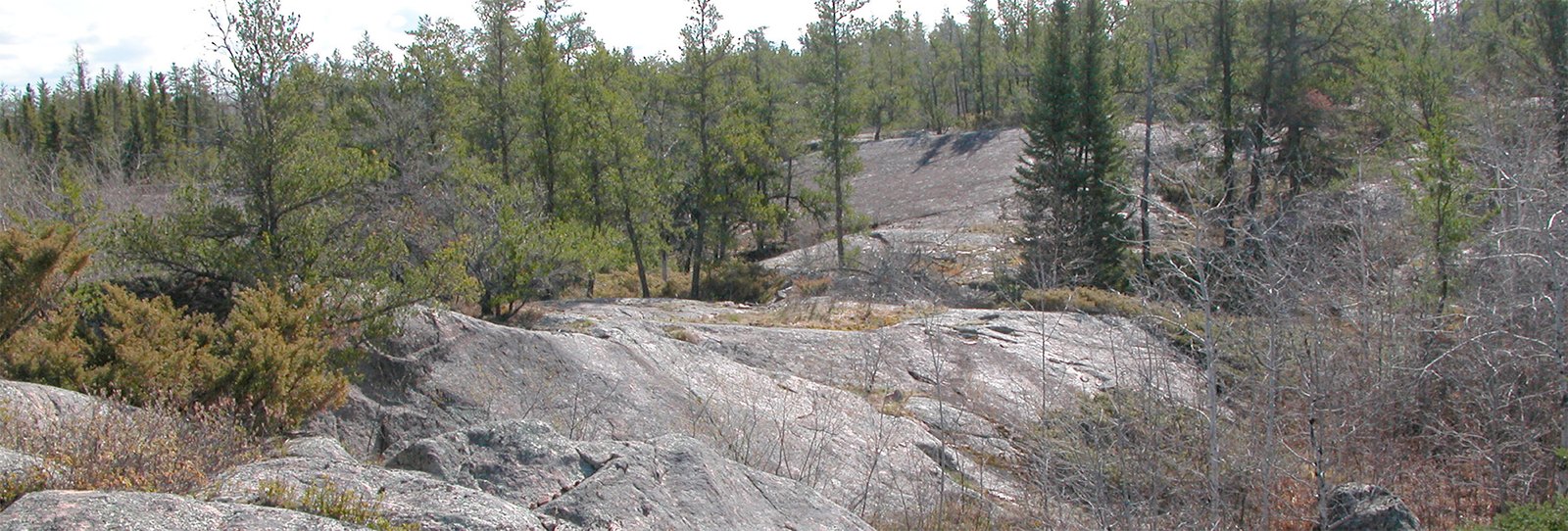 The Canadian Shield where we collect Jack pine (Pinus banksiana)