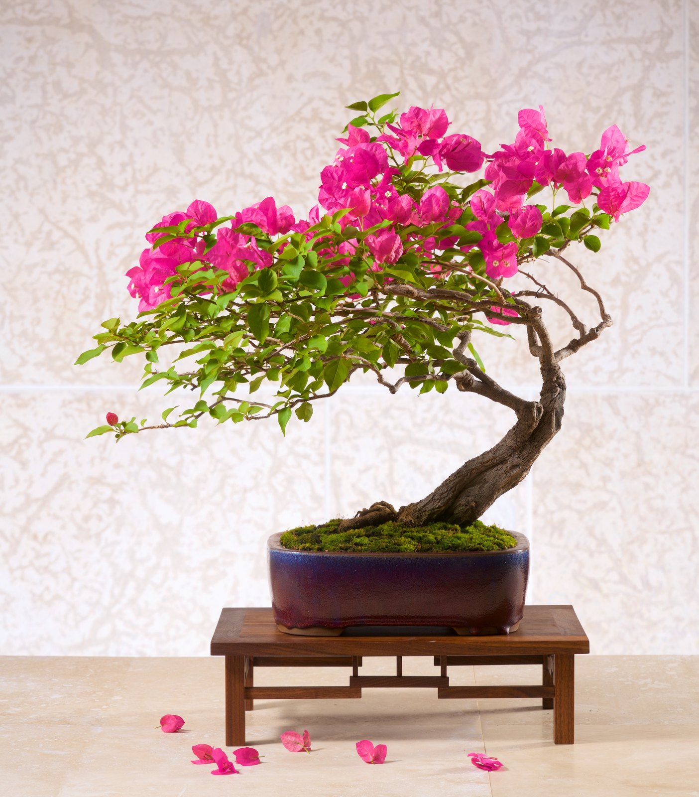 Bougainvillea