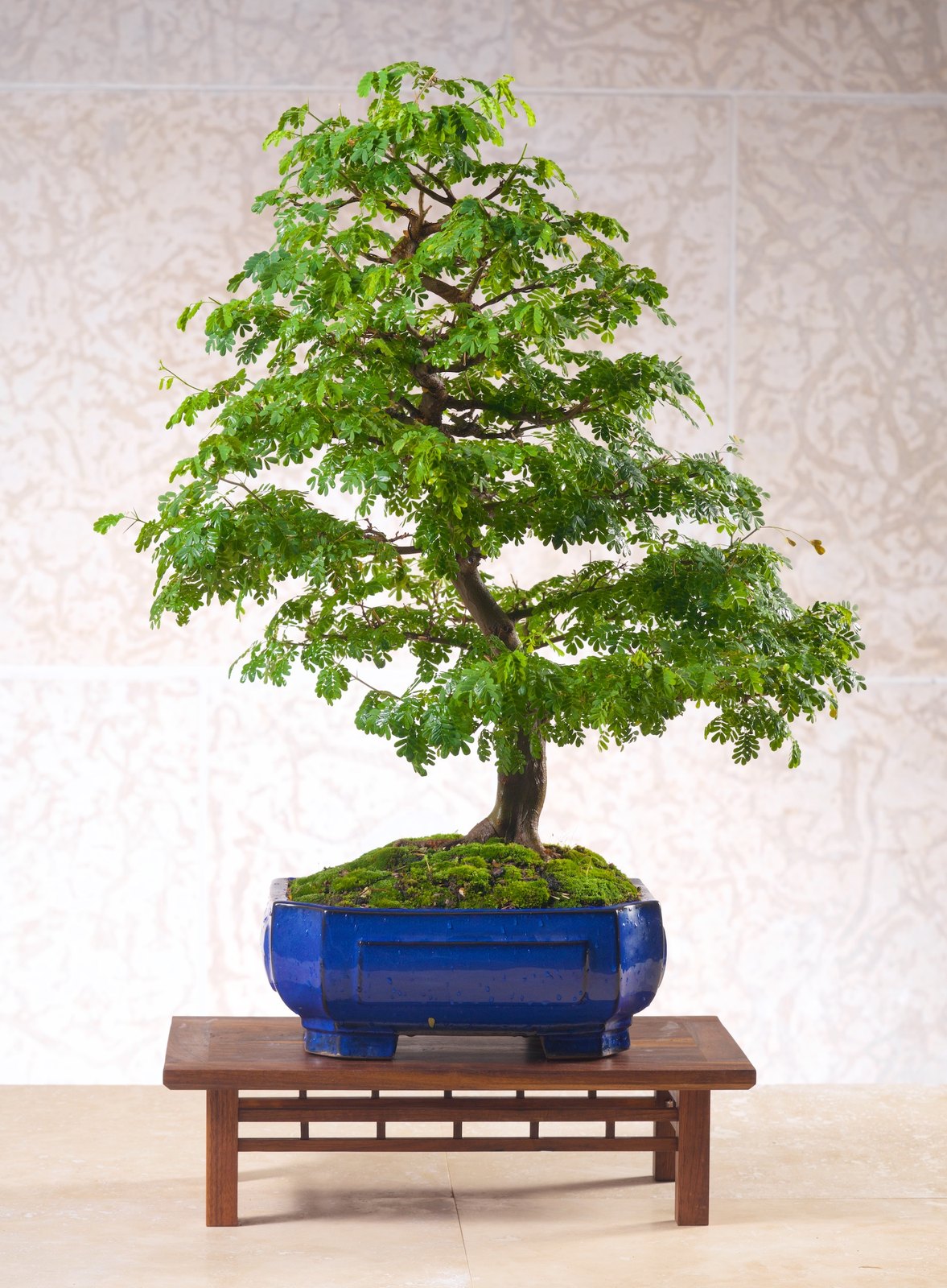 Brazilian Rain Tree (Chloroleucon tortum)