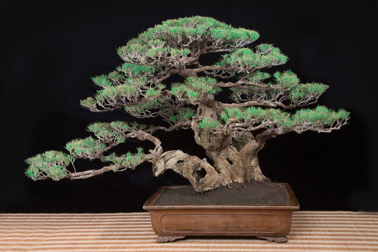 Budi's Casuarina equisetifolia