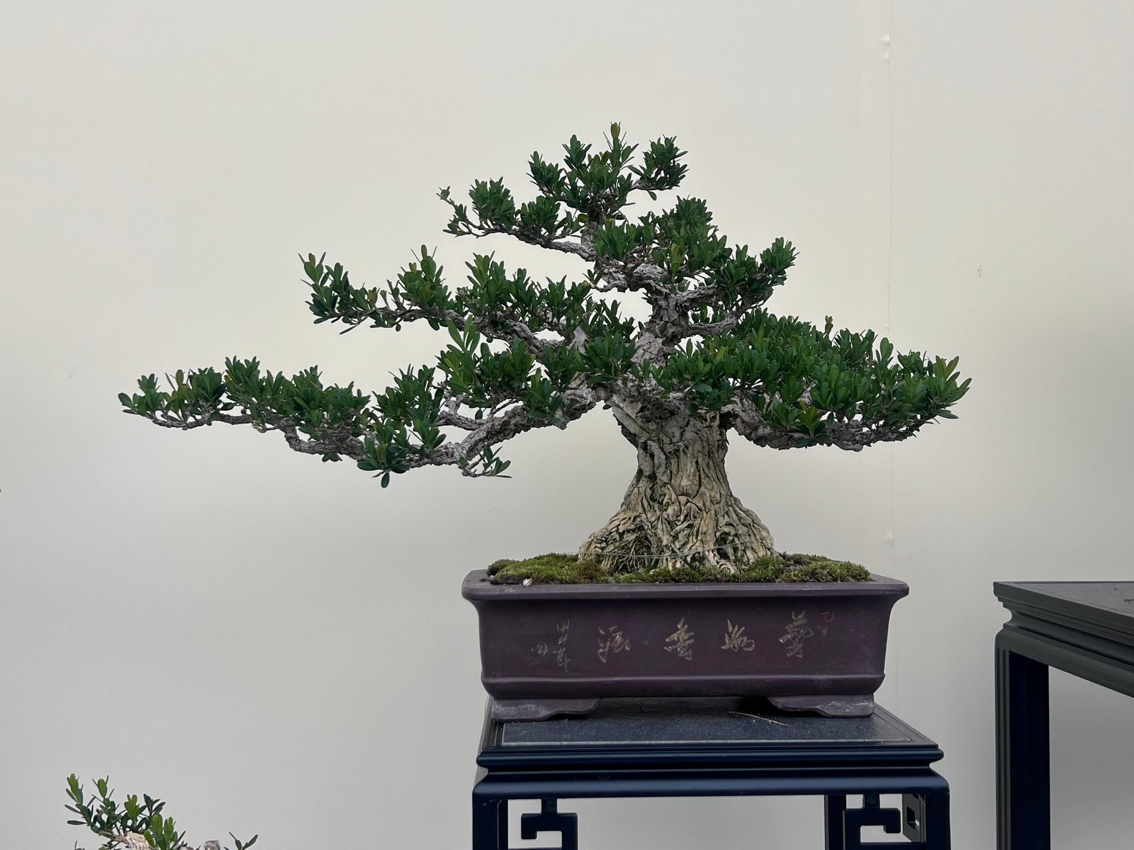 Buxus bodinieri