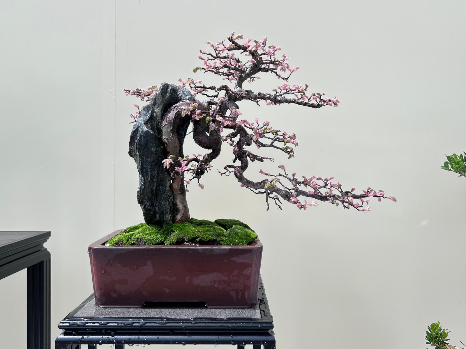 Variegated Ulmus pumila