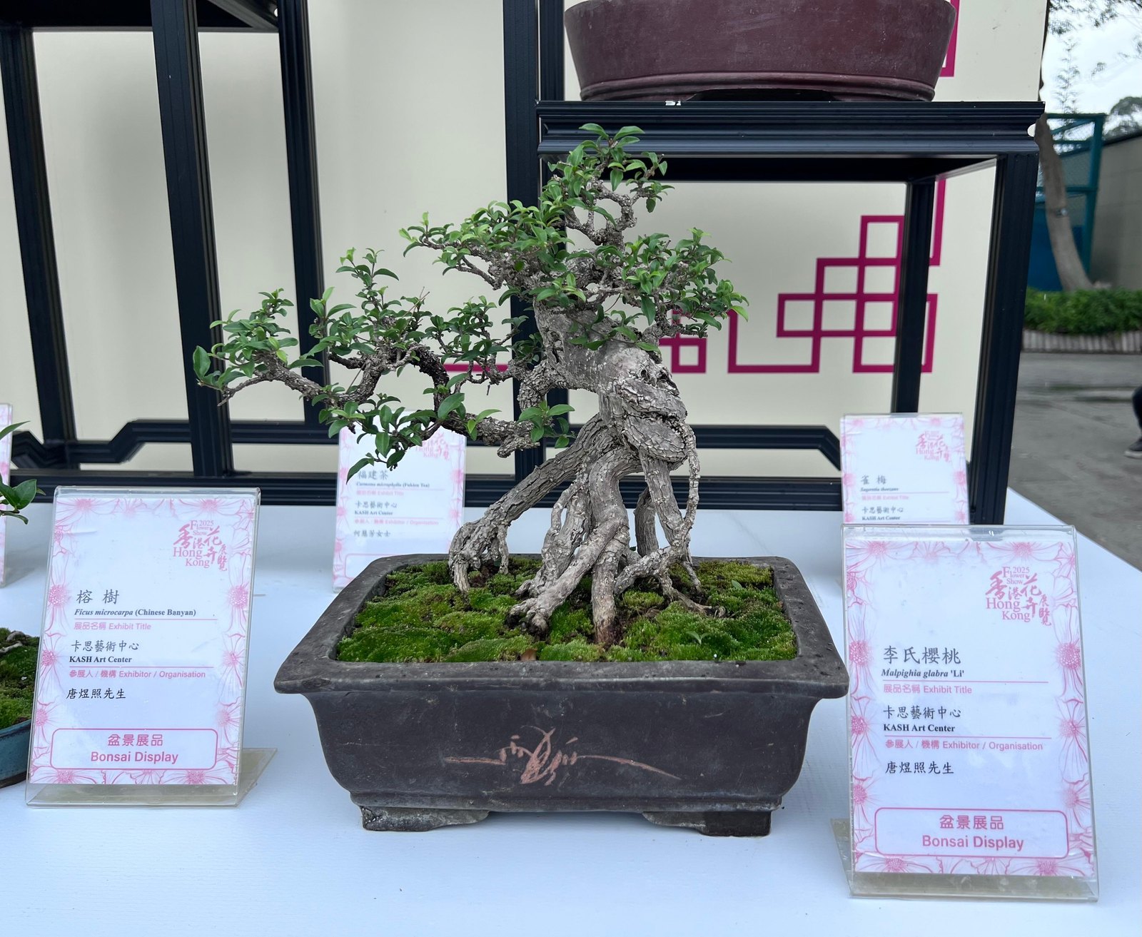 Malpighia glabra""Li"