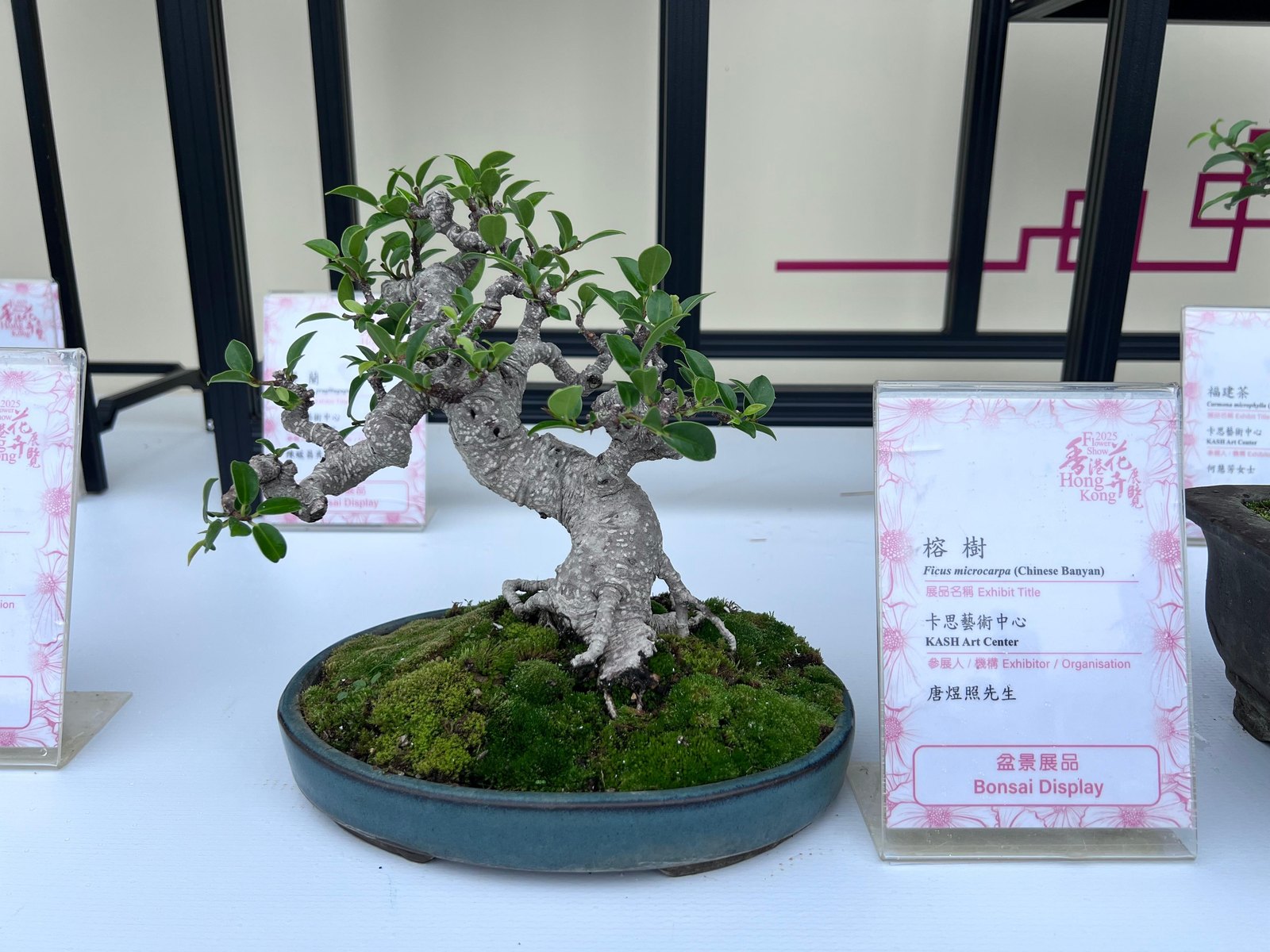 Ficus microcarpa