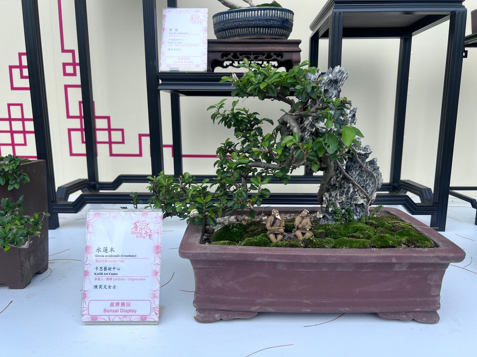 Grewia occidentalis