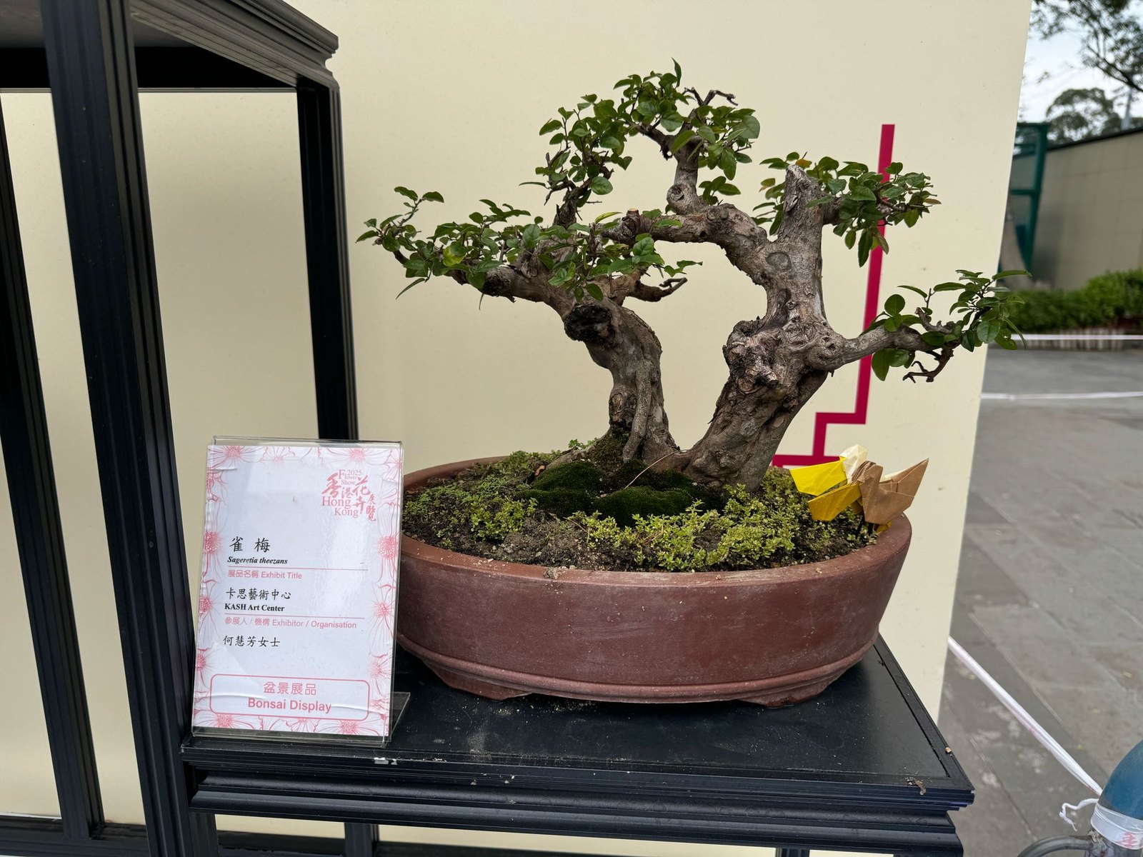 Sageretia theezans