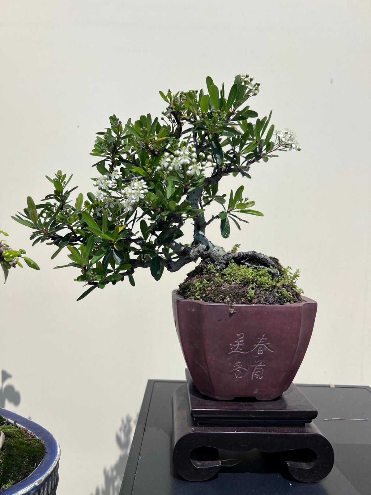 Pyracantha crenulate