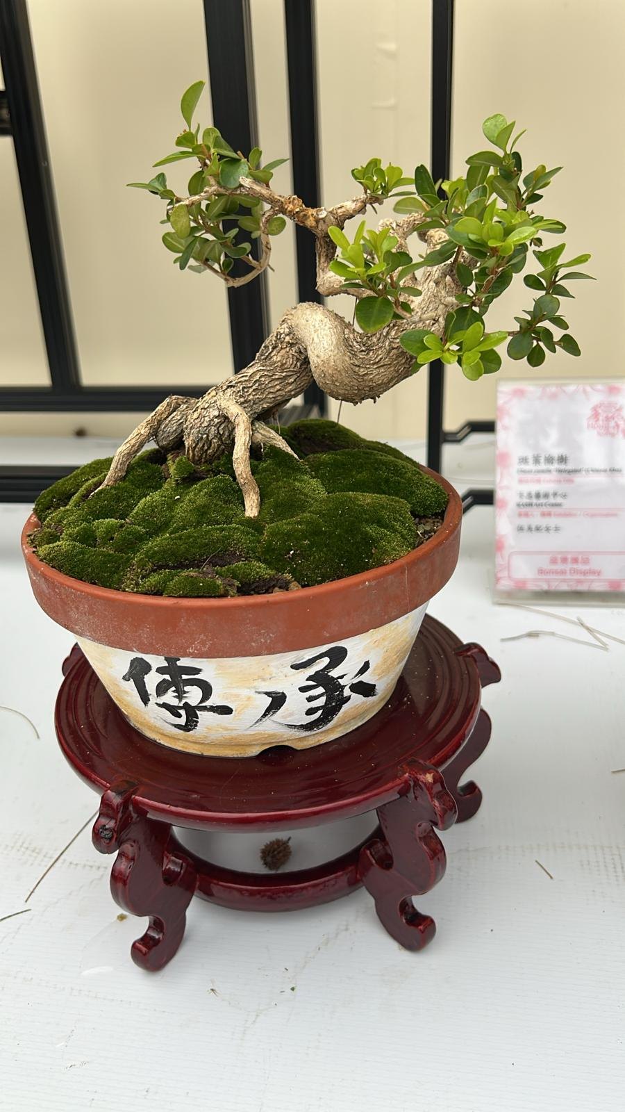 Buxus hainanen
