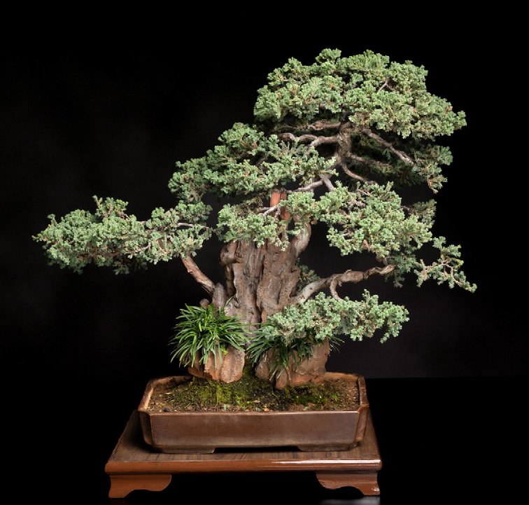 Juniperus procumbens, grown on a ceramic rock.