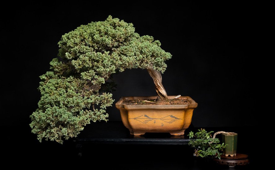 Juniperus procumbens, semi-cascade style.