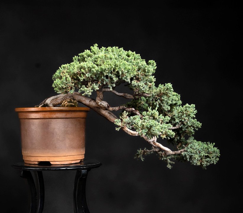 Juniperus blaauw, semi-cascade style.