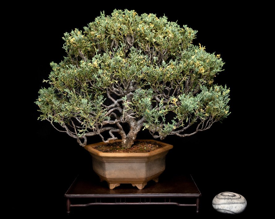 Juniperus chinensis varlegated, broom style.