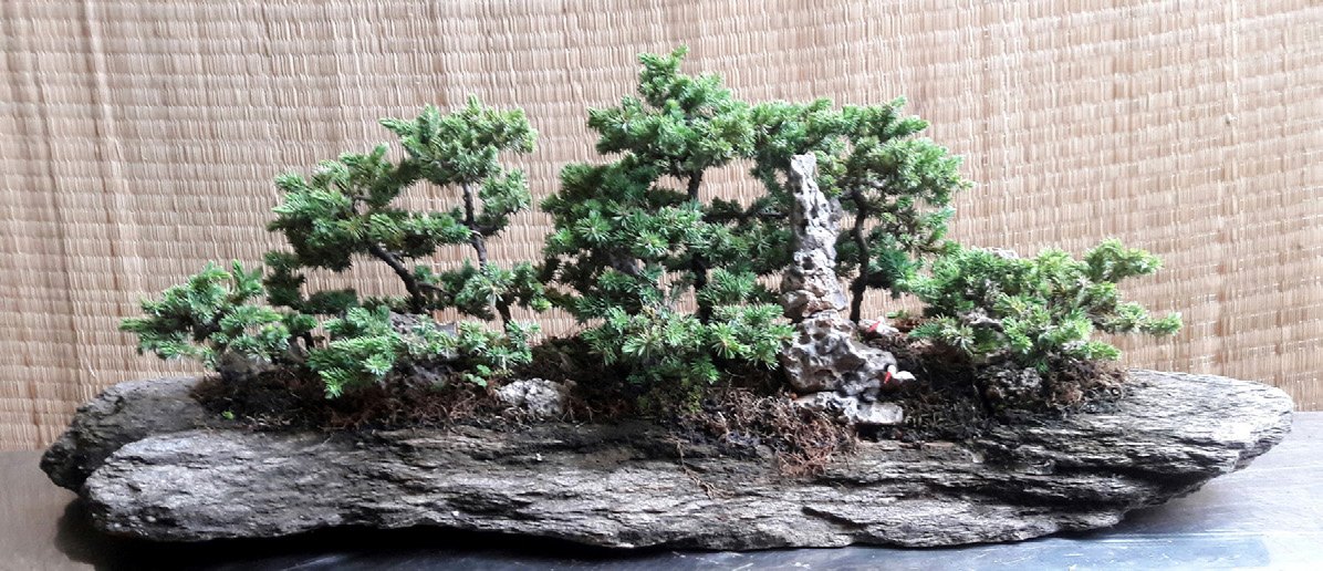 Juniperus rigida, foreststyle on a stone slab.