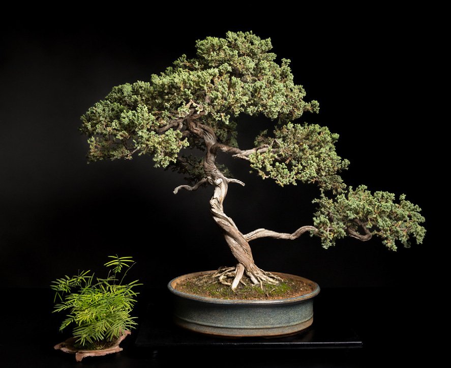 Juniperus prostrata with jin & shari with kusamono.