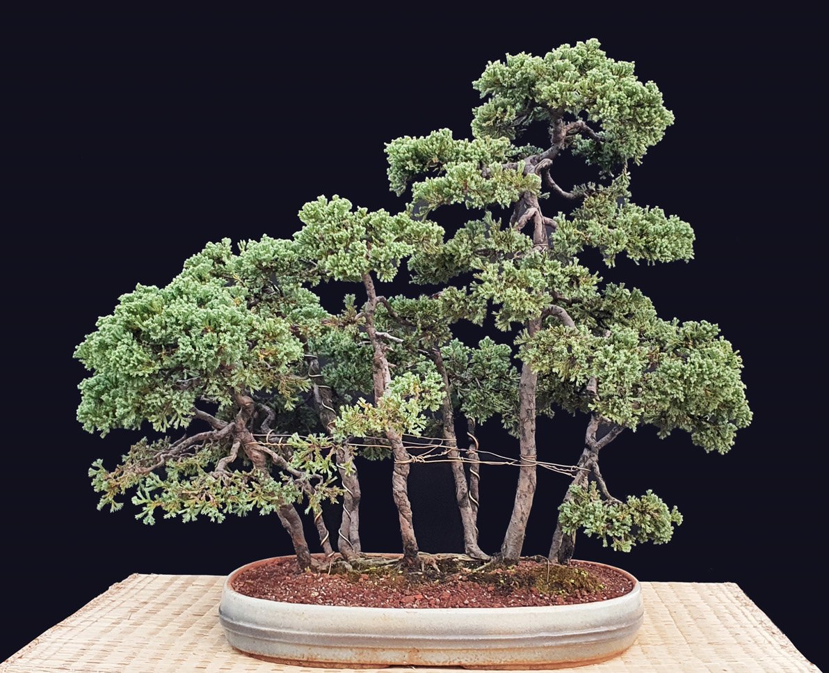 Juniperus prostrata, netsurare-nari (root-connected) style, made in Mumbal in 1990.