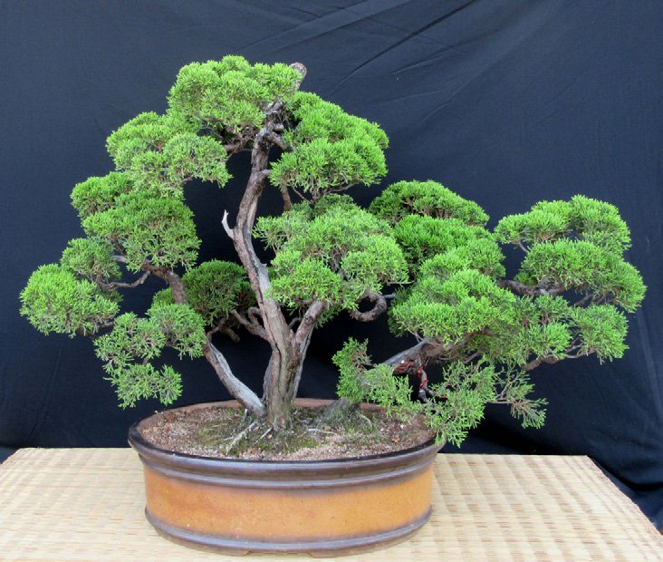 Juniperus chinensis, from nursery-grown material in 2011. Shown asdeveloped by 2022.
