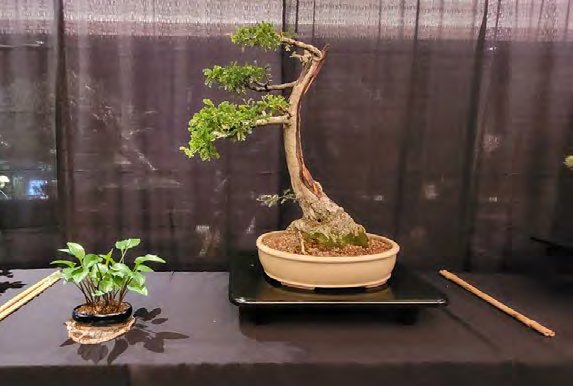 "Gone with the Wind" The Windswept Style and a Tale of a Dying Bonsai Club