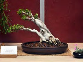 Ficus