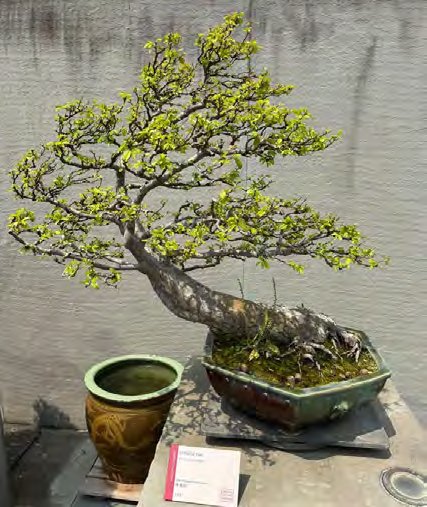 Chinese Elm, Uimusparvifalla