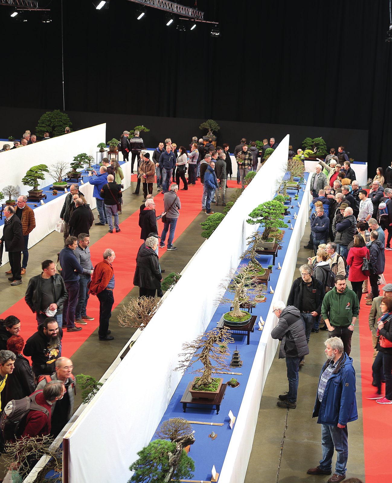 THE TROPHY 2020 BELGIUM-One of the most prestigious international bonsai shows in Europe