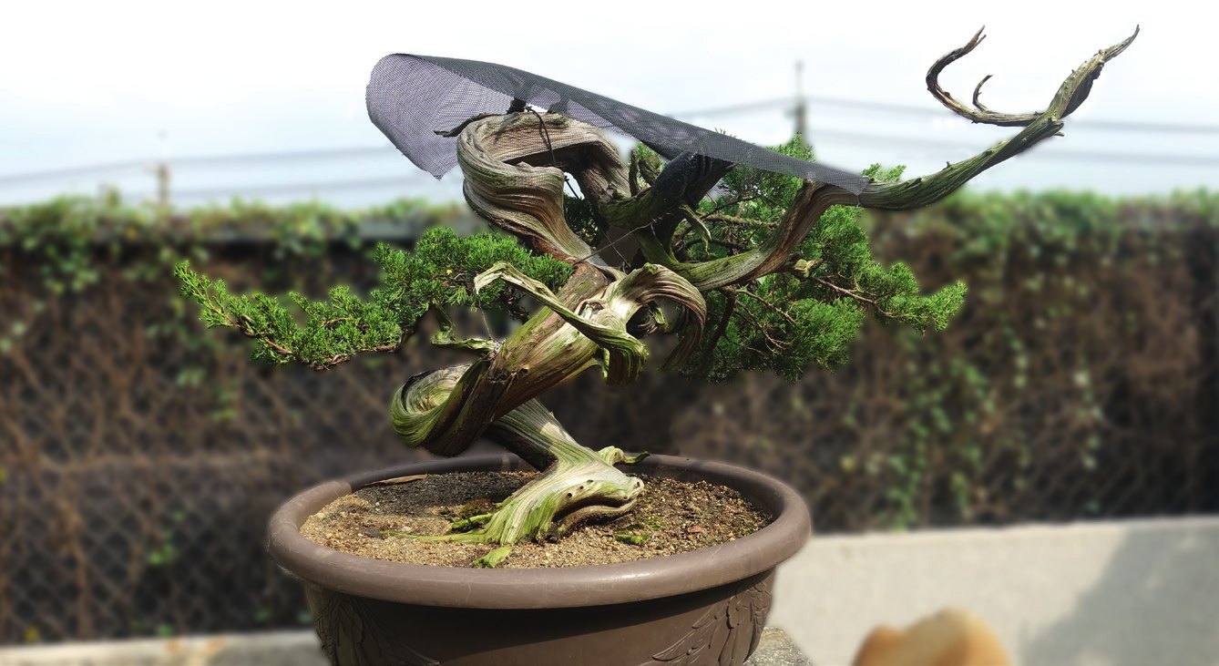 Juniper in process