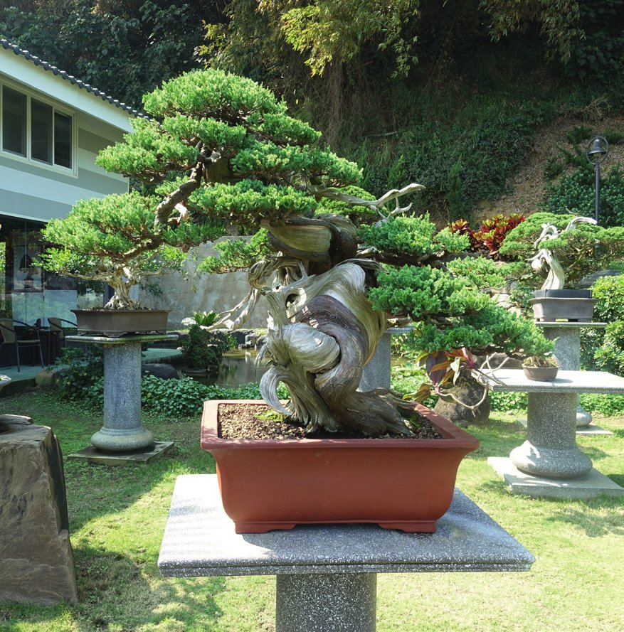 Juniperus