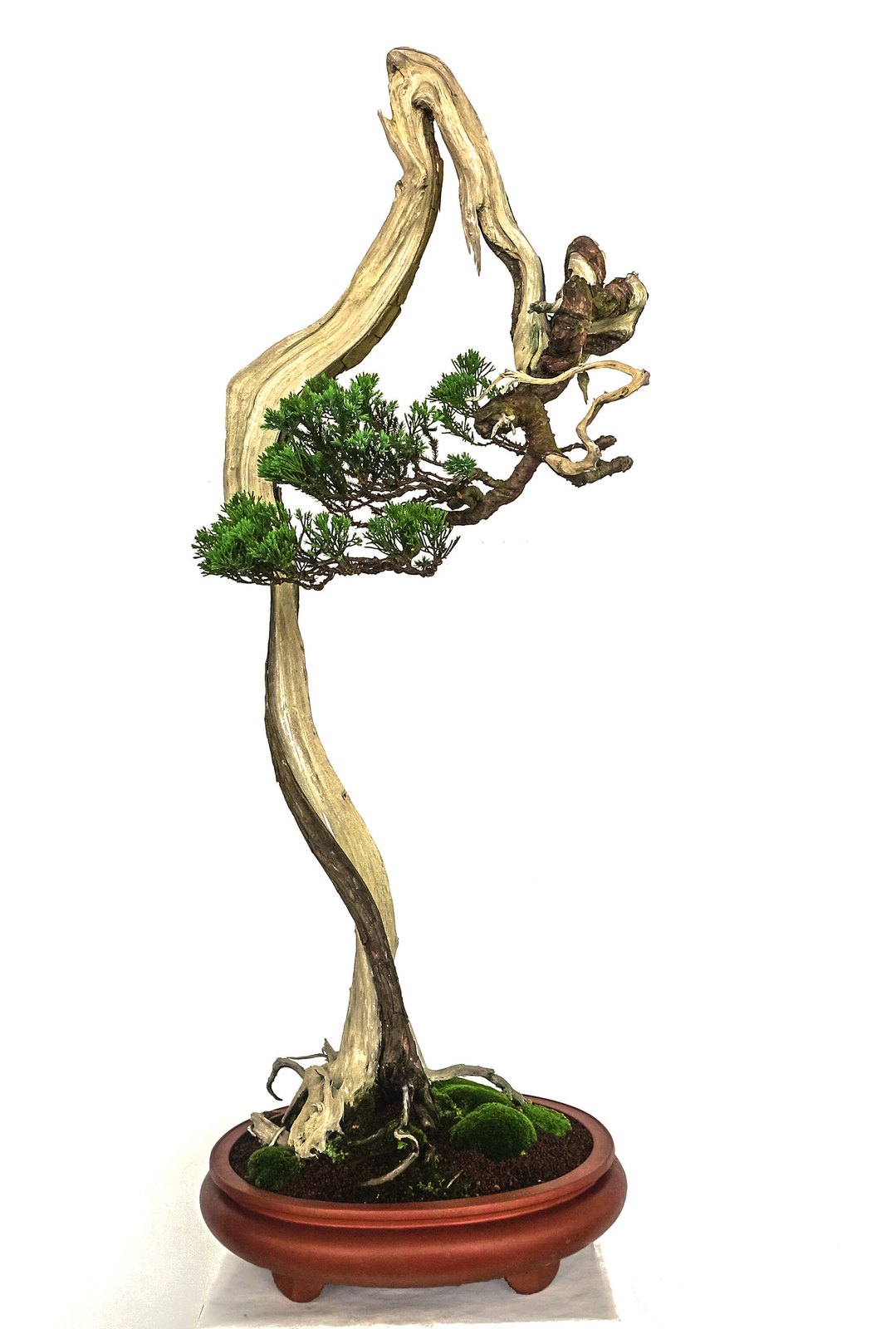 Juniperus