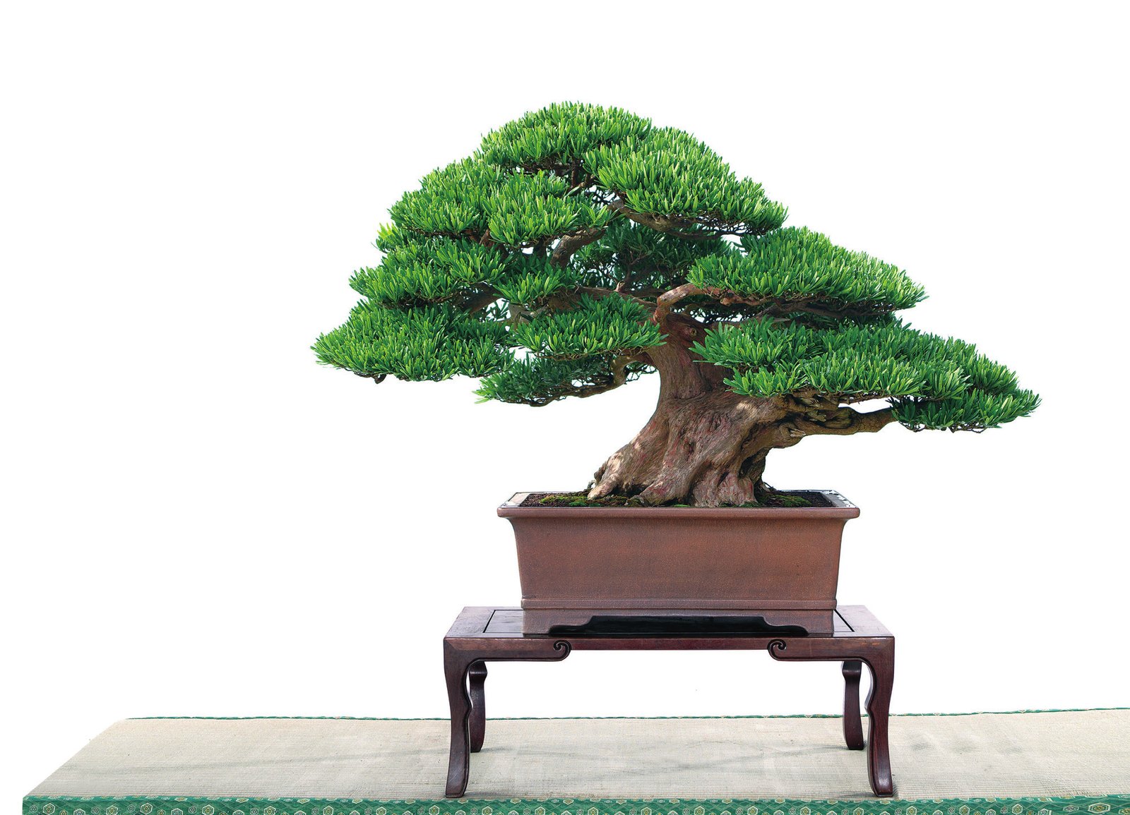 Podocarpus