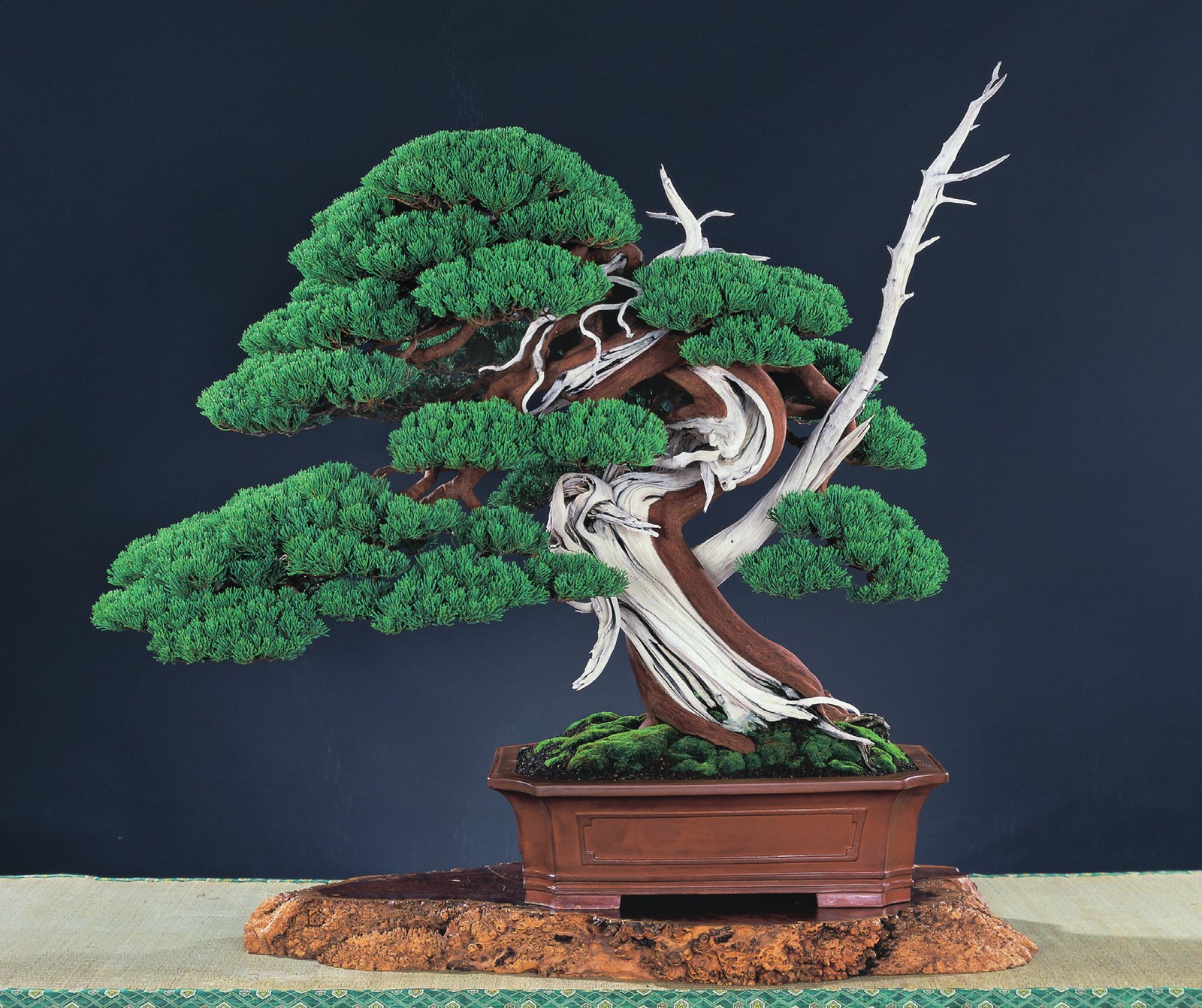 Juniperus