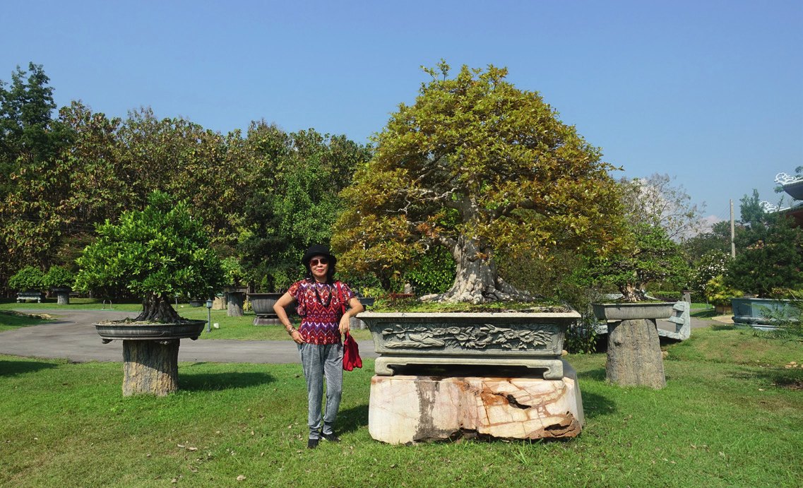 My wife Treis with a big Imperial-size Ficus virens.