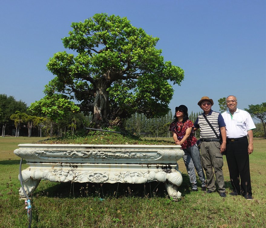 Our host Mr. Montri Suksermsongchai (far right) with my wife and me and with another Imperial-size bonsai.