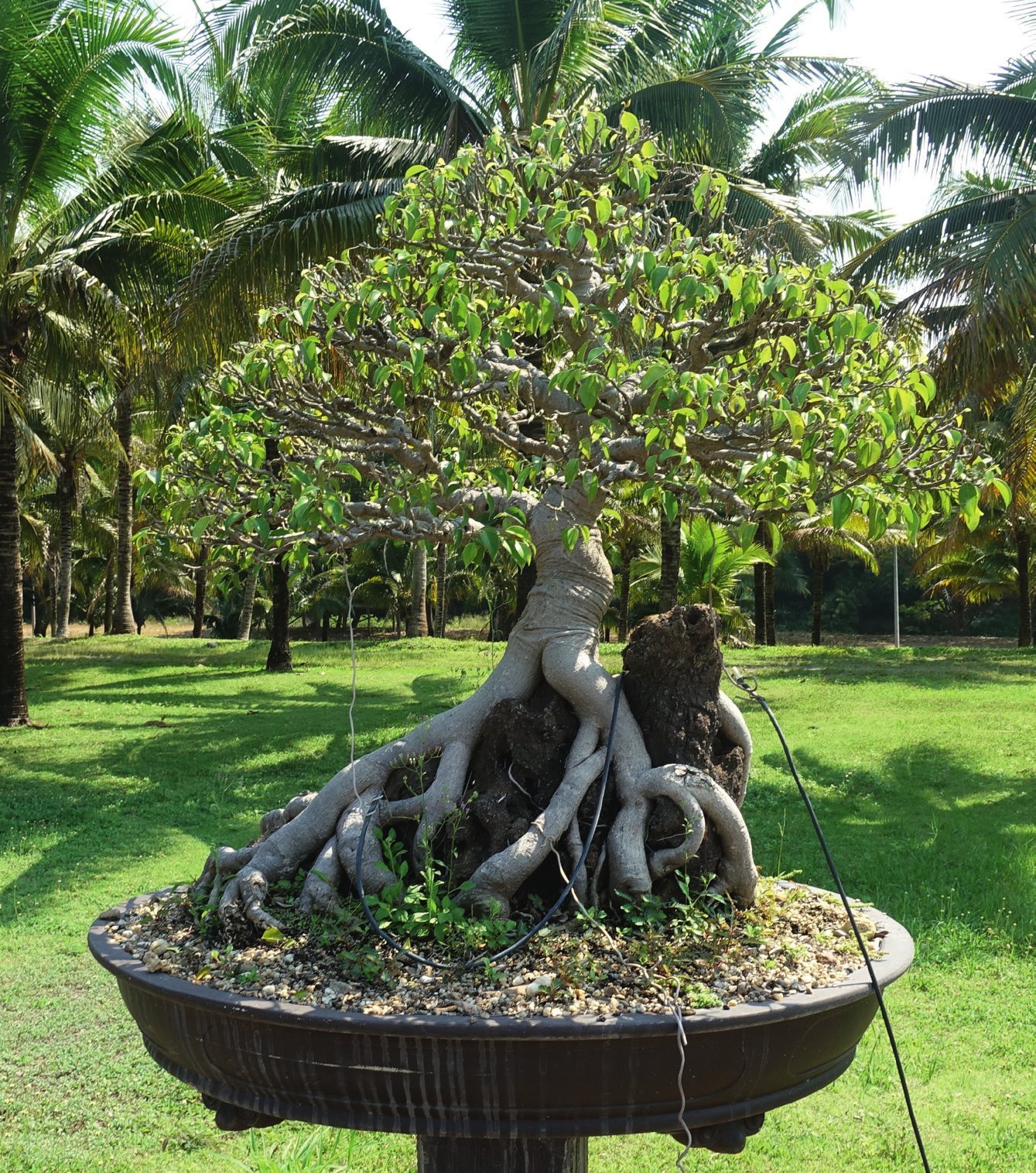 Ficus benjamina, root over rock.