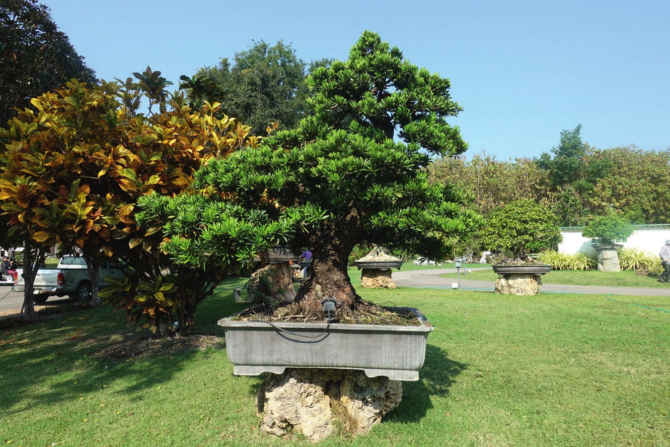 A podocarpus.