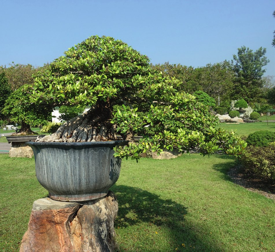 Five photos showing just a hand-full of the more than 2,000 bonsai trees in the Village.