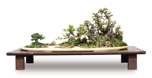A Comprehensive Discussion on Bonsai Art (Part II)